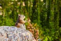 细节花栗鼠坐着岩石视图森林
