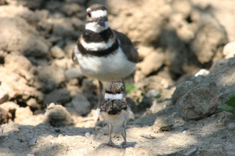 婴儿鸟栖息岩石面对妈妈。鸟前面