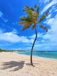 垂直单棕榈树桑迪白色海滩蓝色的热带海洋蓝色的天空