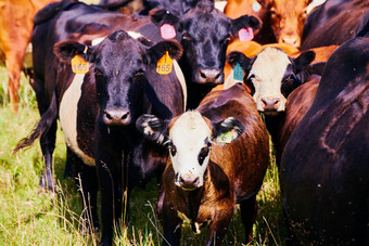 关闭牛标签农场
