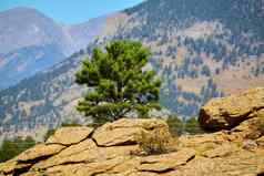 单松树孤立的岩石山山墙背景