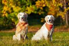 金猎犬明亮的头巾坐着秋天狗公园