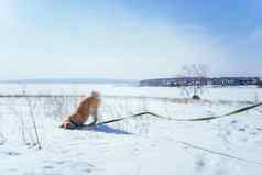 秋田犬犬儒小狗埋头雪雪场下午