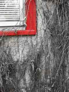 角落里画红色的窗口修剪覆盖薄疯狂生长葡萄树一边被遗弃的房子