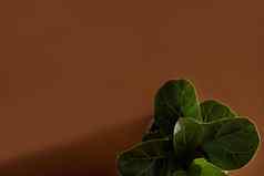 绿色叶子小提琴无花果热带榕属植物天琴座fiddle-leaf无花果树受欢迎的观赏热带室内植物棕色（的）背景复制空间