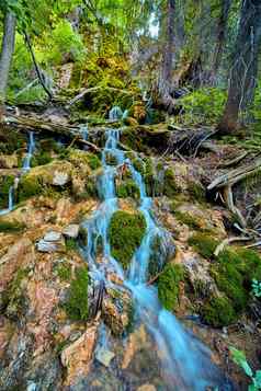 瀑布滴岩石莫斯古雅的森林场景
