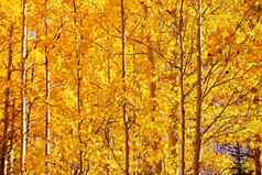 墙金黄色的阿斯彭树秋天季节