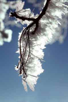 精致的霜涵盖了树枝树像叶子的模式