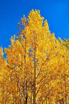 金黄色的阿斯彭树秋天明亮的蓝色的天空