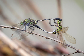 图像绿色除油船蜻蜓奥特特鲁姆柏交配干分支机构自然背景昆虫动物