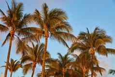 棕榈树集团热带地区红色的发光太阳
