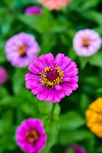 细节拍摄紫色的花各种彩色的花