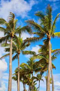 视图高棕榈树热带地区蓝色的天空