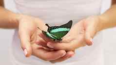 关闭视图蝴蝶坐着手高质量美丽的照片概念