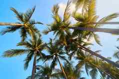 色彩斑斓的热带棕榈树太阳蓝色的天空
