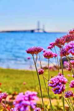 紫色的花焦点悬架桥波涛汹涌的湖背景