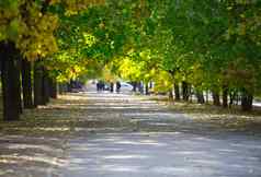 视图秋天公园树黄色的绿色叶子阳光明媚的一天人行道上距离
