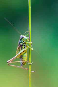 新昆虫roesel的蟋蟀绿色草叶