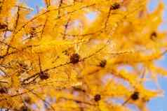秋天背景金彩色的落叶松分支机构视锥细胞
