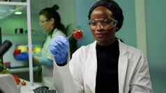 非洲生物学家持有草莓注射太太液体医疗镊子