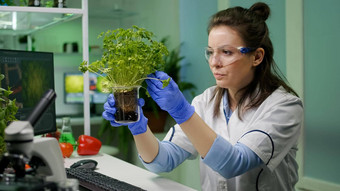 植物学家研究员女人检查绿色<strong>树苗</strong>观察遗传突变
