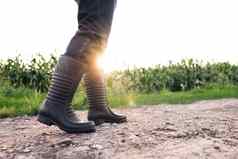 农业高级农民橡胶靴子走玉米田农民的脚橡胶靴子玉米农业概念农民橡胶靴子玉米场农业业务玉米
