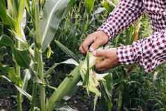 农业玉米环境保护男人。农民手触摸玉米农民手检查玉米作物农业地球保护生态农业概念