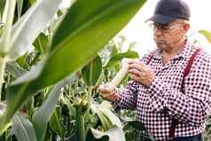 男人。农民手触摸玉米农民手检查玉米作物农业地球保护生态农业概念农业玉米环境保护