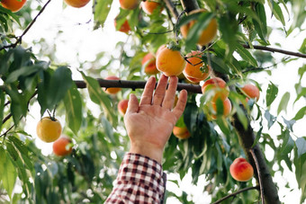 高级农民男人。选择大成熟的桃子水果成熟太阳桃子挂分支果园水果挑选季节桃子水果健康的食物有机产品令人难以置信的果园