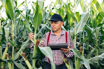 农民农学家监控玉米收获前面视图玉米场农民农学家绿色玉米场检查有机产品高级男人。农民数字平板电脑工作玉米场