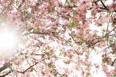 樱桃开花樱花花开花樱桃树完整的布鲁姆吹樱桃花朵樱花花日本花园春天樱花阳光天空