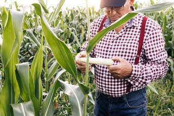 农民手检查玉米作物农业地球保护生态农业概念男人。农民手触摸玉米农业玉米环境保护