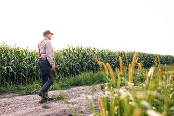 农民农学家监控玉米收获后视图玉米场农民农学家绿色玉米场检查有机产品高级男人。农民工作玉米场收获检查