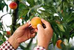成熟的农民统一的培养有机新鲜的桃子私人花园高级男人。夏天帽工作绿色花园检查年轻的桃子成熟的水果成长树收获