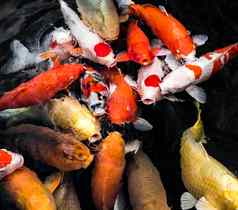 前视图色彩斑斓的锦 鲤鱼高质量照片