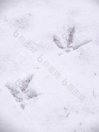 特写镜头视图动物的足迹跟踪归属感鸡公鸡新鲜的白色雪用毯子盖地面威斯康辛州冬天季节