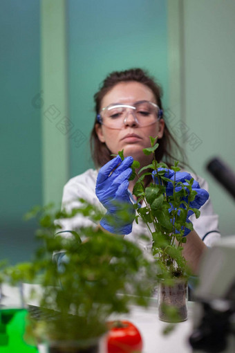 植物学家研究员女人检查绿色树苗观察遗传突变