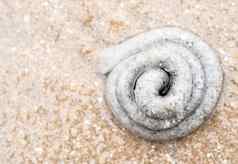 桩沙子排泄海蚯蚓