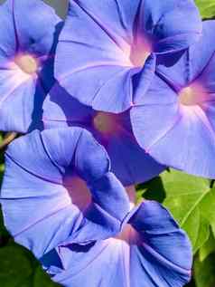 集团艾薇花紫色的花