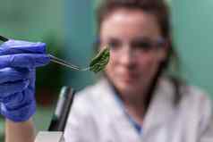 科学家研究员检查基因修改绿色叶