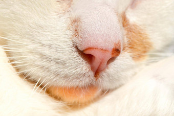 <strong>粉</strong>红色的鼻子白色猫关闭可爱的<strong>宠</strong>物猫宏