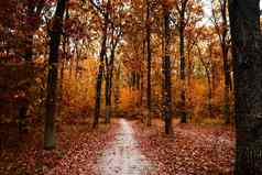 路高高树黄色的叶秋天森林小径下降叶子神秘的落叶森林晚上绿树成荫通路覆盖橡木枫木树叶多云的秋天一天
