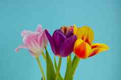 花束彩色的郁金香蓝色的背景春天花彩色的郁金香可爱的郁金香花作文情人节一天母亲一天国际女人的一天3月