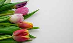 花束彩色的郁金香蓝色的背景春天花彩色的郁金香可爱的郁金香花作文情人节一天母亲一天国际女人的一天3月