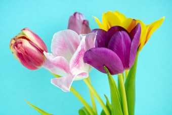 花束彩色的郁金香蓝色的背景春天花彩色的郁金香可爱的郁金香花作文情人节一天母亲一天国际女人的一天3月图片
