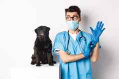 快乐的医生兽医穿橡胶手套医疗面具检查可爱的黑色的哈巴狗狗站白色背景