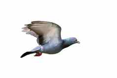 图像鸽子飞行孤立的白色背景鸟动物