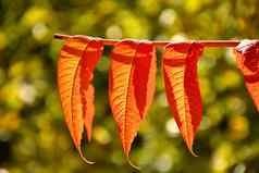 罗文树红色的画叶子背光秋天
