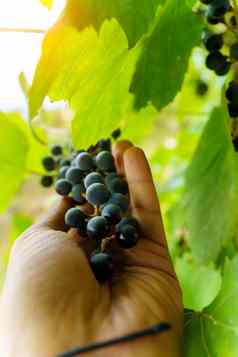 群黑色的葡萄他来了关闭视图新鲜的红色的酒葡萄农场垂直照片