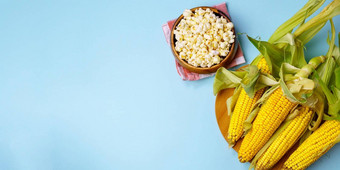玉米结实的矮爆米花蓝色的背景主题农业玉米培养收获Copyspace